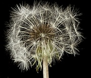8th Jan 2023 - I found this lone dandelion not an overly good specimen but you work with what’s available.