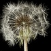 I found this lone dandelion not an overly good specimen but you work with what’s available. by Dawn