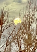 7th Jan 2023 - Clouds and bare trees, and the moon! 