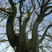 A strong Beech tree. by grace55