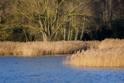 3rd Jan 2023 - Whisby Nature Park