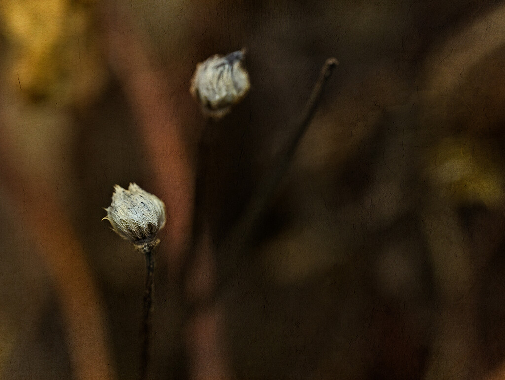 Tiny Fuzzy Seed Heads  by gardencat