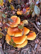 7th Jan 2023 - Layers of fungi