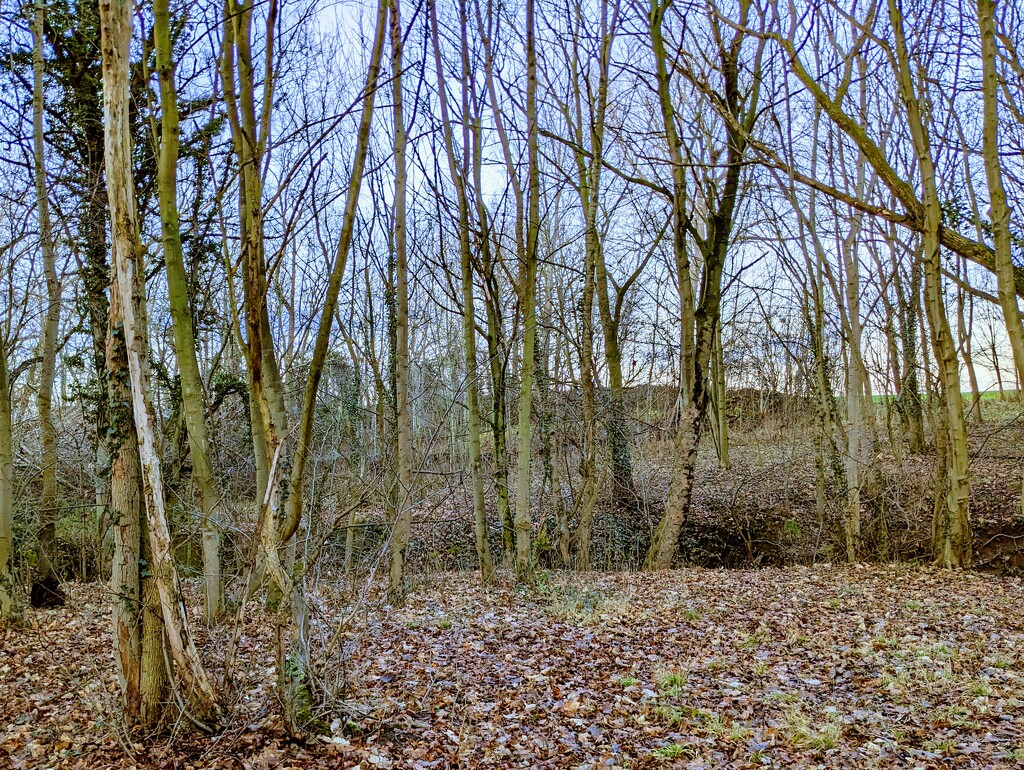 Winter woodland walk by fiz
