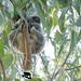 a bundle of hope by koalagardens