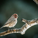 Finch on a Branch by careymartin