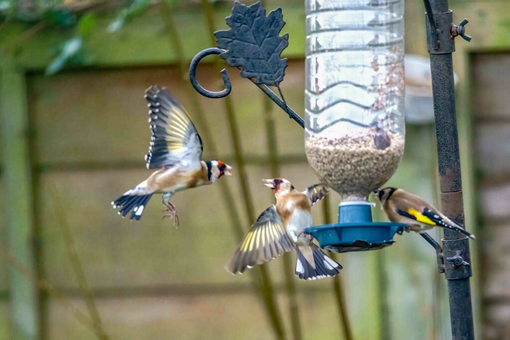 Birds on feeder. by padlock