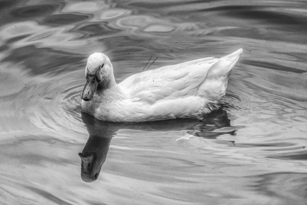White Duck by kvphoto