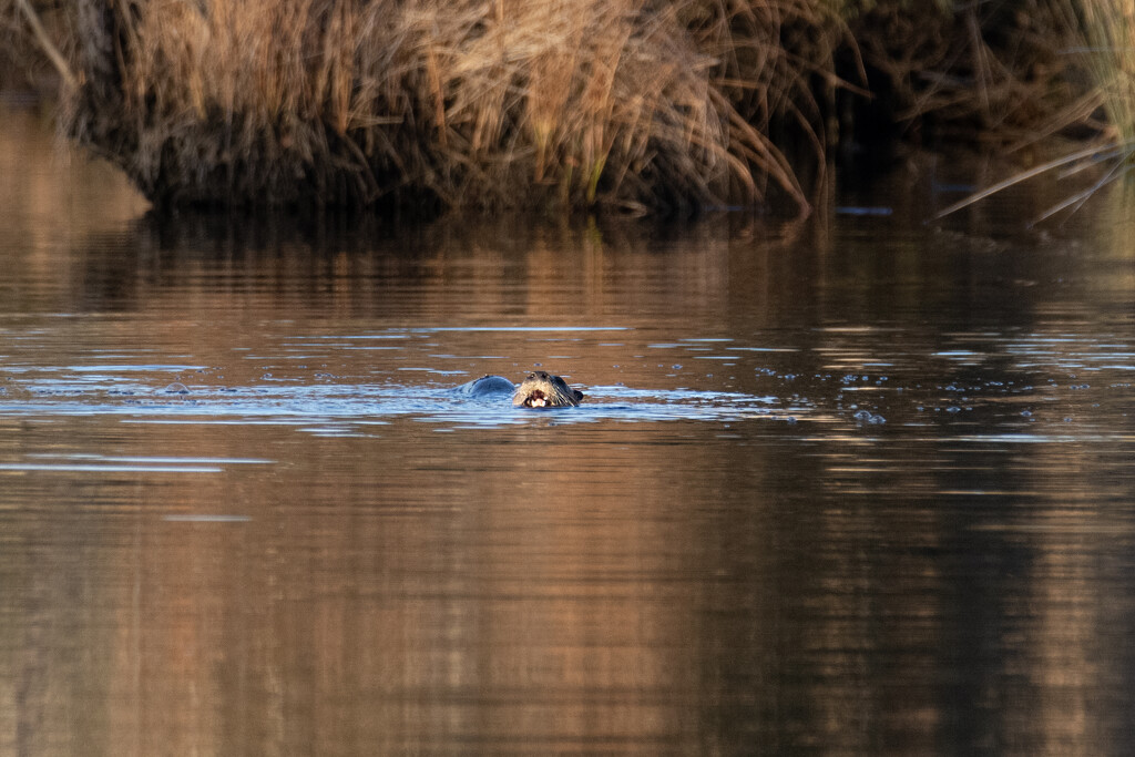 River Otter by timerskine