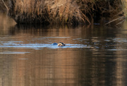 6th Jan 2023 - River Otter