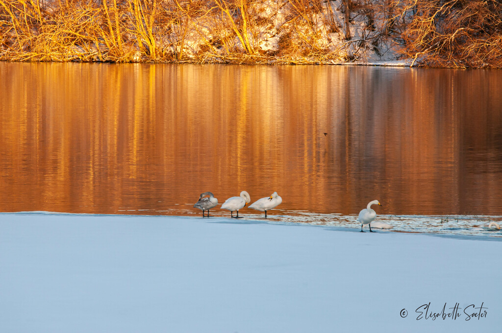 Swans in the golden hour by elisasaeter