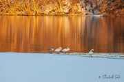 7th Jan 2023 - Swans in the golden hour