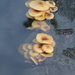 Submerged fungi by mariadarby