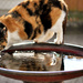 Infused water for cats by divast8er1