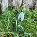 Snowdrop in the garden. by donangel