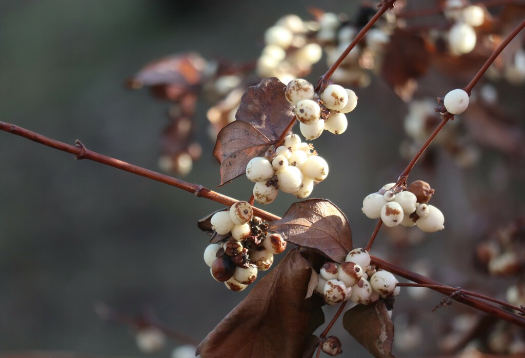 Snowberries in the Sun by 365projectorgheatherb