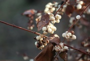 7th Jan 2023 - Snowberries in the Sun