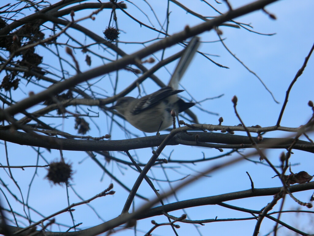 Mockingbird in Tree by sfeldphotos