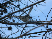 7th Jan 2023 - Mockingbird in Tree
