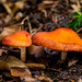 Mushrooms by jaybutterfield