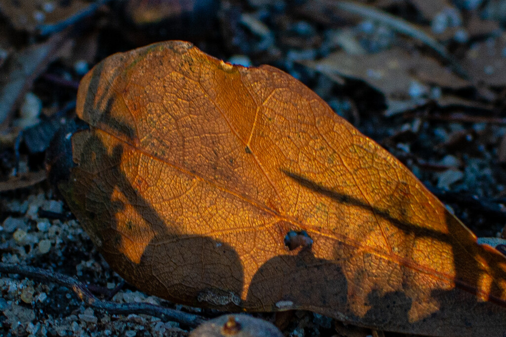 Leaf leather... by thewatersphotos