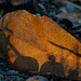 Leaf leather... by thewatersphotos