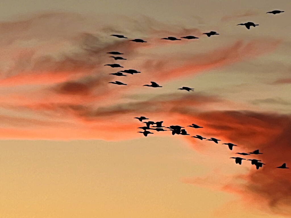 Geese and sunset by congaree