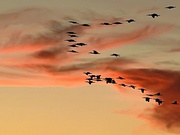 7th Jan 2023 - Geese and sunset