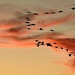 Geese and sunset by congaree