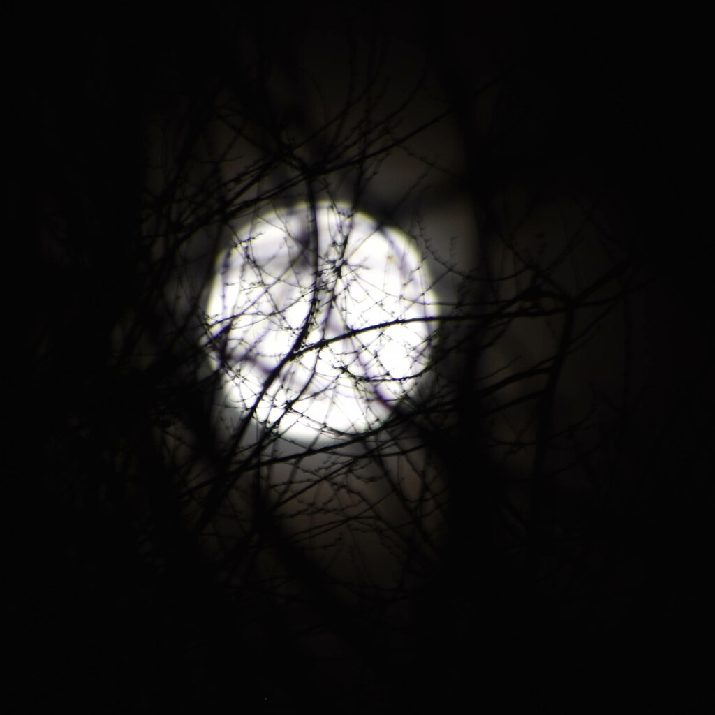 Wolf Moon by bjywamer