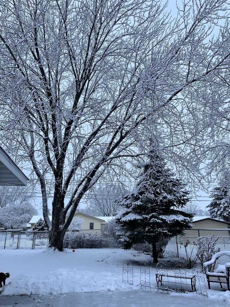 Fresh snow by pennyrae
