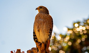 7th Jan 2023 - Red Shouldered Hawk, Resting that Claw!