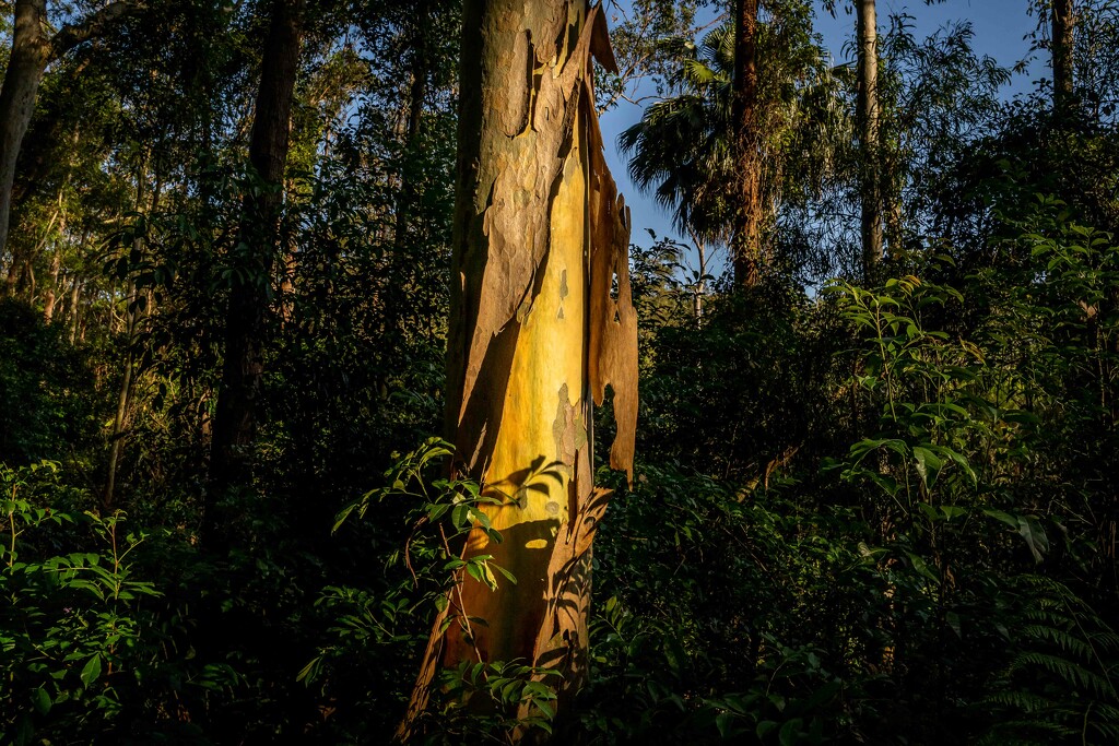Golden hour gum tree by pusspup