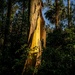 Golden hour gum tree by pusspup
