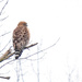 Red Shoulder Hawk by lsquared