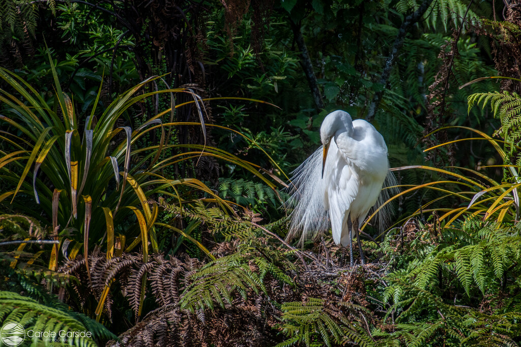 White Heron by yorkshirekiwi