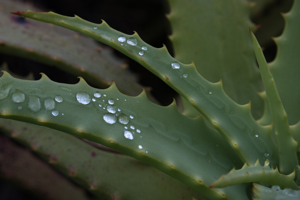 Aloe in the rain by dkbarnett