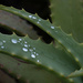 Aloe in the rain