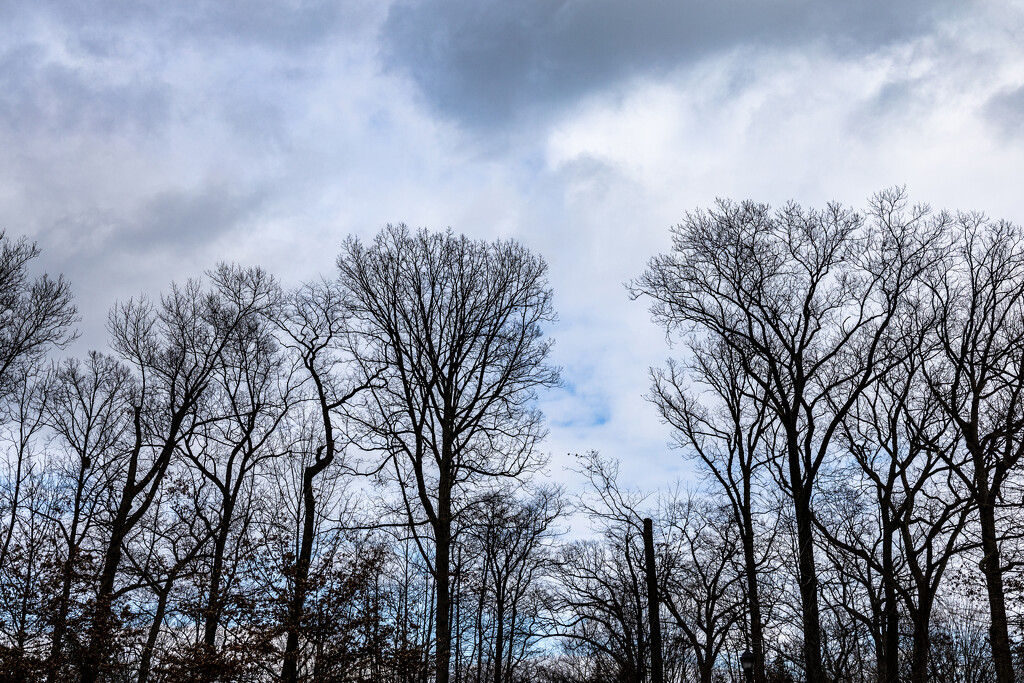 Winter Trees and Sky by hjbenson