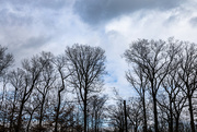 7th Jan 2023 - Winter Trees and Sky