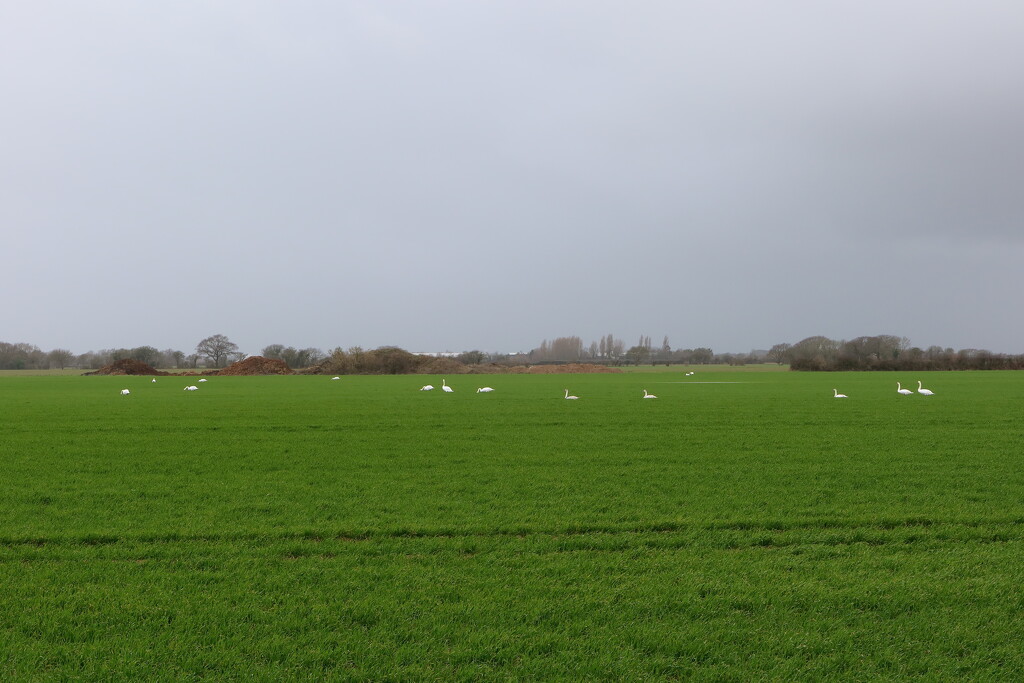 Swans In A Field by davemockford