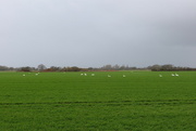 8th Jan 2023 - Swans In A Field