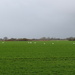 Swans In A Field by davemockford