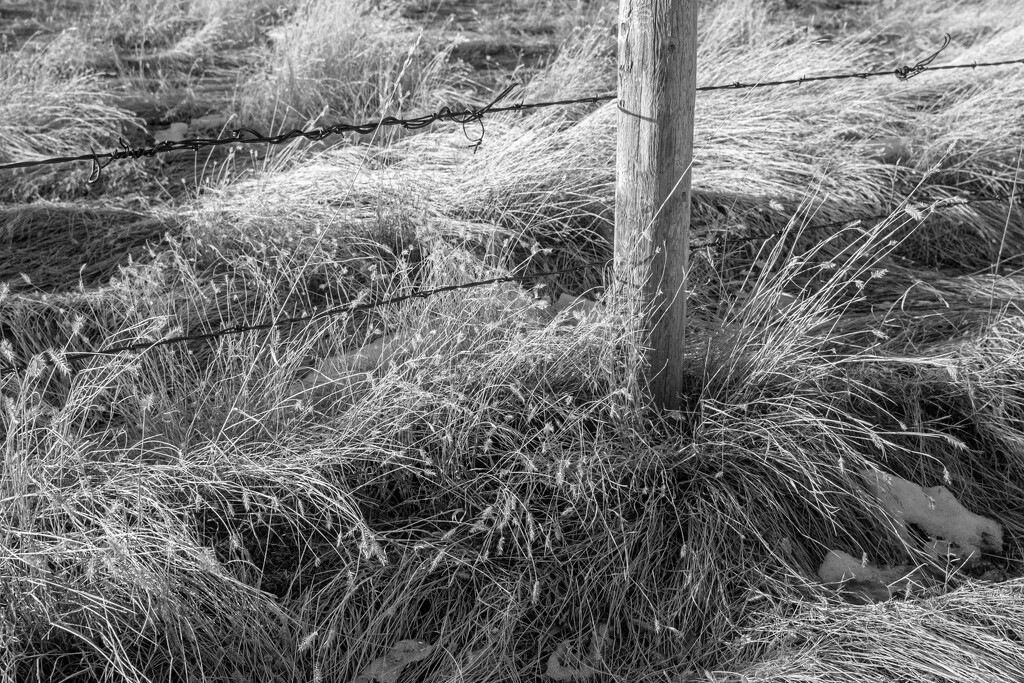 Grasses Around the Post by farmreporter