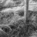 Grasses Around the Post by farmreporter