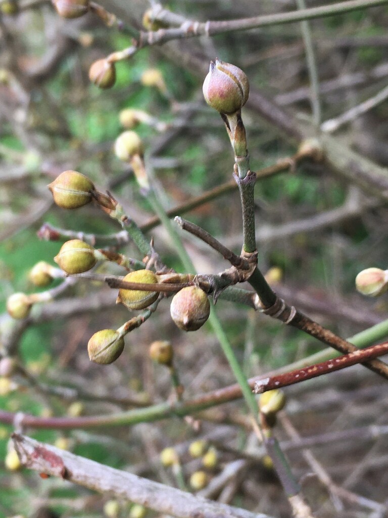 New buds appearing by 365anne