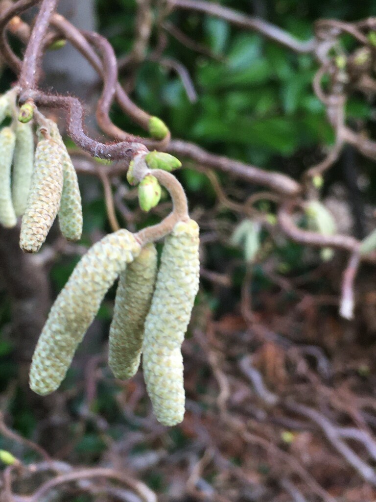 Catkins and leaf buds by 365anne