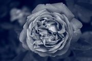 8th Jan 2023 - blue rose