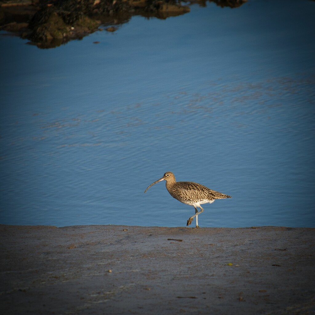 008 - Curlew on the mud by charliem_98