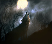 8th Jan 2023 - Wolf Moon